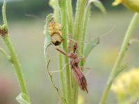 Image of: Sinea diadema (spined assassin bug)