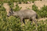 Naemorhedus caudatus - Grey Goral