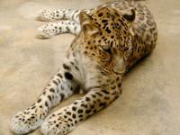 Panthera pardus orientalis - Amur leopard