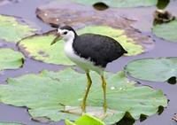 Image of: Amaurornis phoenicurus (white-breasted waterhen)