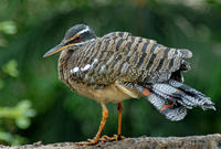 Image of: Eurypyga helias (sunbittern)