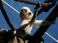 Hylobates gabriellae - Yellow-cheeked Gibbon