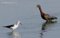 Image of: Himantopus himantopus (black-winged stilt), Plegadis falcinellus (glossy ibis)