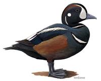 Image of: Histrionicus histrionicus (harlequin duck)