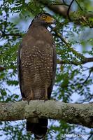 Image of: Spilornis cheela (crested serpent-eagle)