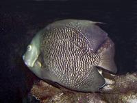 Image of: Pomacanthus paru (french angelfish)