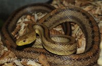 Pantherophis obsoletus quadrivittata - Yellow Rat Snake