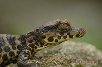 Osteolaemus tetraspis - African Dwarf Crocodile