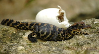 Osteolaemus tetraspis - African Dwarf Crocodile