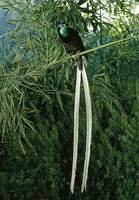 Photo: Ribbon-tailed bird of paradise on a branch