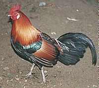 Red Junglefowl - Gallus gallus