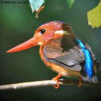 Sulawesi Dwarf Kingfisher - Ceyx fallax