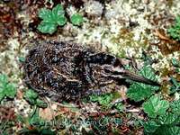 Jack Snipe - Lymnocryptes minimus