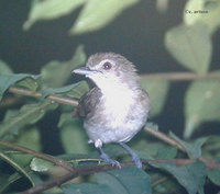 Sooty-capped Babbler - Malacopteron affine