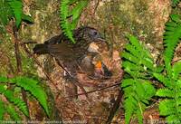 Streaked Wren Babbler - Napothera brevicaudata