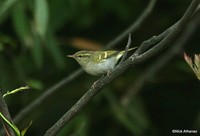 Emei Leaf Warbler - Phylloscopus emeiensis