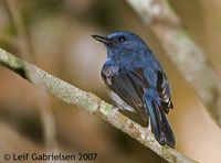 Blue-breasted Flycatcher - Cyornis herioti