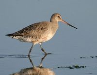 Hudsonian Godwit - Limosa haemastica