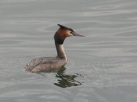 Great Crested Grebe - Podiceps cristatus