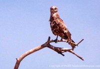 Brown Snake-Eagle - Circaetus cinereus