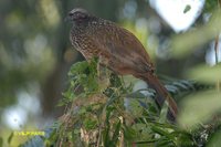 Dusky-legged Guan - Penelope obscura