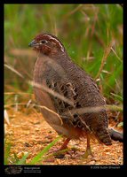 Jungle Bush-Quail - Perdicula asiatica