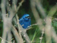 Blue Bunting (Cyanocompsa parellina) photo