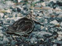 Amami Woodcock (Scolopax mira) photo