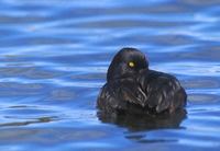 New Zealand Scaup (Aythya novaeseelandiae) photo