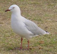 Red-billed Gull - Larus scopulinus