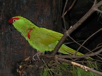 Thick-billed Parrot - Rhynchopsitta pachyrhyncha