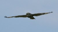 Marsh Owl - Asio capensis