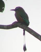 Turquoise-browed Motmot - Eumomota superciliosa