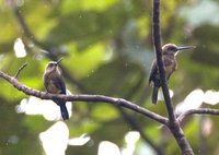 Brown Jacamar - Brachygalba lugubris