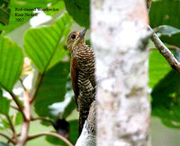 Red-stained Woodpecker - Veniliornis affinis