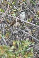 Plain-mantled Tit-Spinetail - Leptasthenura aegithaloides