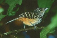 Spot-backed Antshrike - Hypoedaleus guttatus