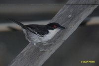 Great Antshrike - Taraba major