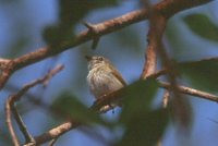 Short-tailed Pygmy-Tyrant - Myiornis ecaudatus