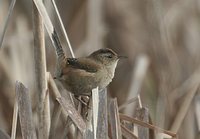 Marsh Wren - Cistothorus palustris