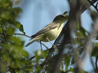 Icterine Warbler - Hippolais icterina