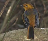 Red-capped Robin-Chat - Cossypha natalensis