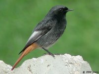 Black Redstart - Phoenicurus ochruros