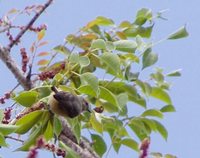 African Penduline-Tit - Anthoscopus caroli