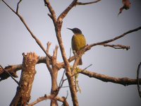 Plain-throated Sunbird - Anthreptes malacensis