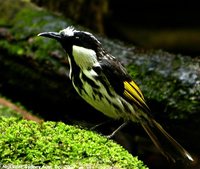 White-cheeked Honeyeater - Phylidonyris nigra