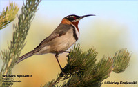 Western Spinebill - Acanthorhynchus superciliosus