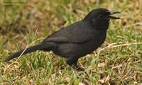 Slate-colored Boubou - Laniarius funebris