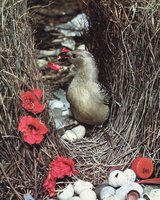 Great Bowerbird - Chlamydera nuchalis