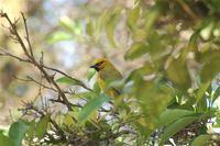 Spectacled Weaver - Ploceus ocularis